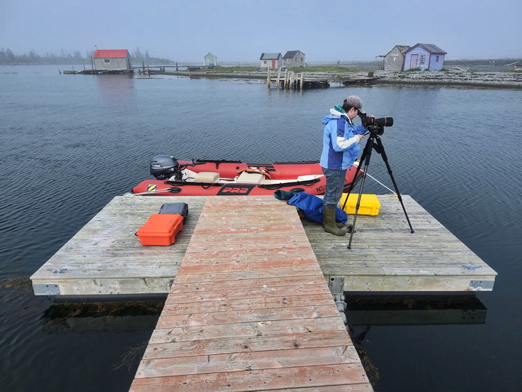 Kathleen MacAulay scoping Arctic Terns at Coffin Island, NS